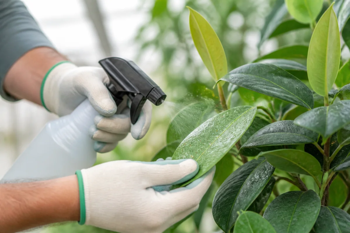 insecticide araignées rouges